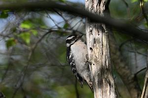 Woodpecker, Downy, 2025-05087670 Parker River NWR, MA